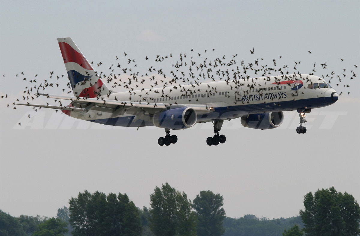 Bird Strike: cosa succede nelle collisioni tra aerei e uccelli article-post