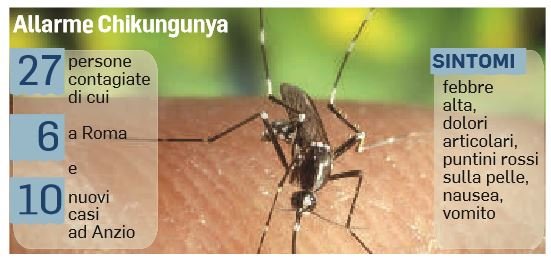 chikungunya zanzara epidemia