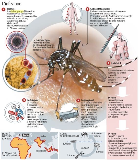 chikungunya zanzara infetta zone a rischio roma 1