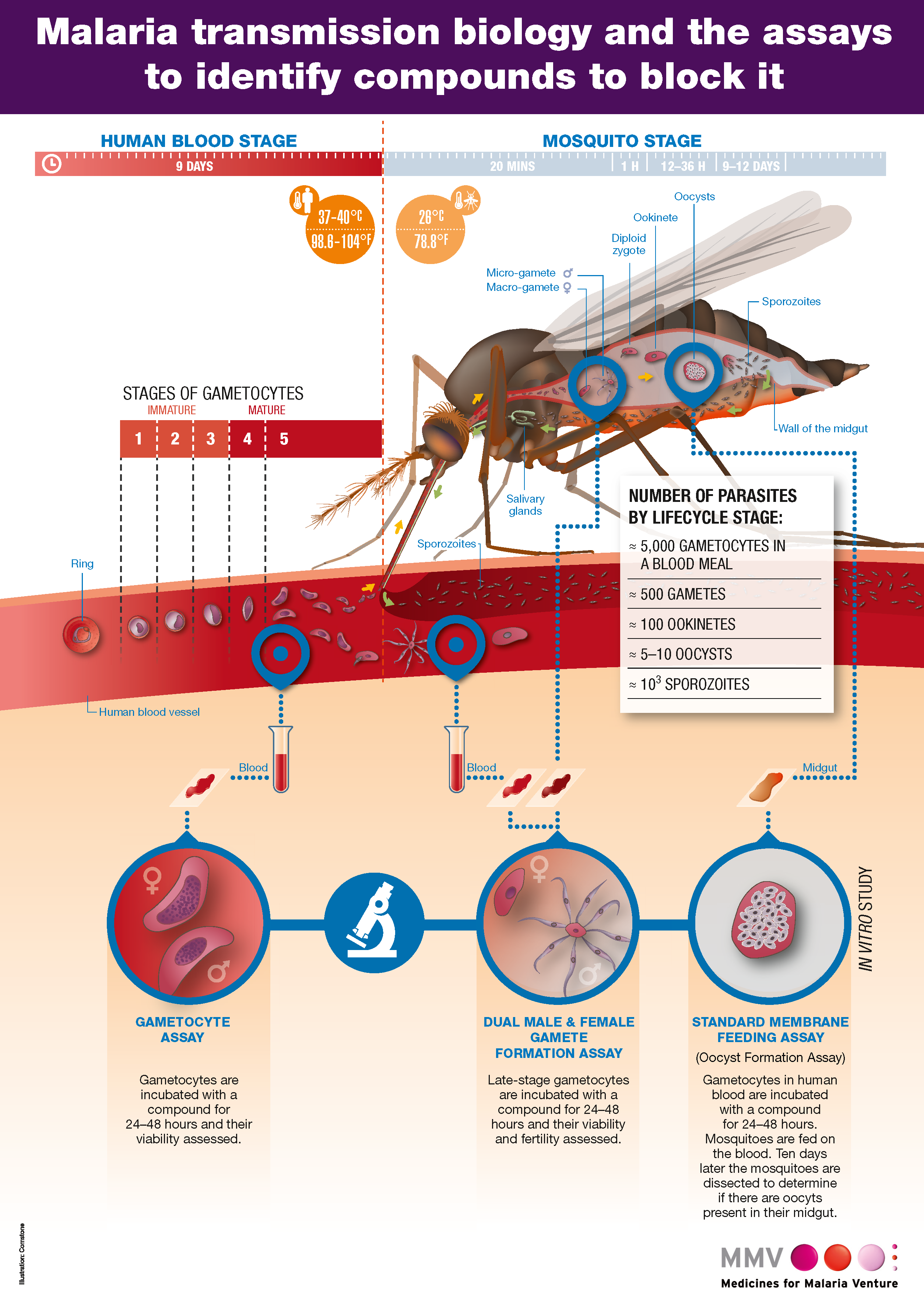 Малярия является антропонозом. Патогенез малярии.