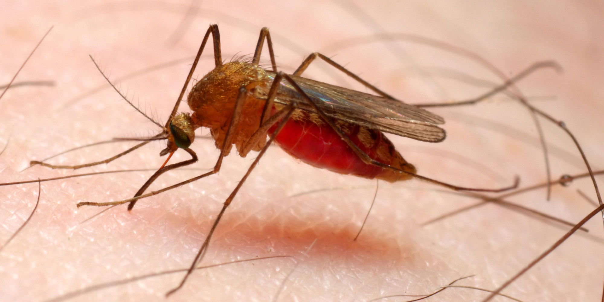 malaria brescia