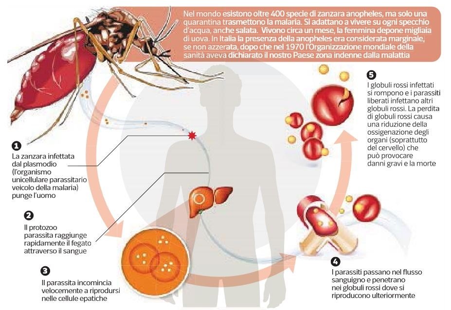 malaria contagio zanzara