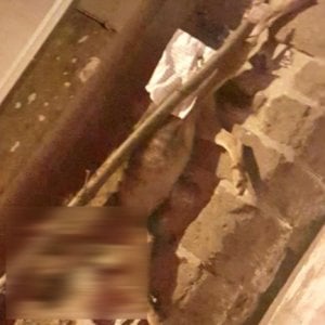 L'allevatore denunciato per il cane lupo impiccato a Rocca Priora article-post