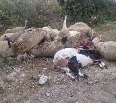 ploaghe pastore 135 pecore uccise - 2