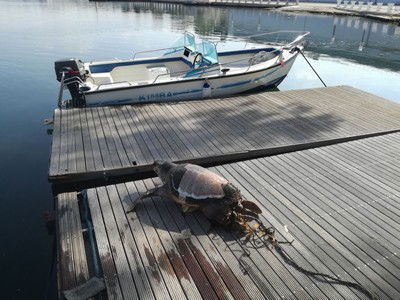 tartaruga caretta 2