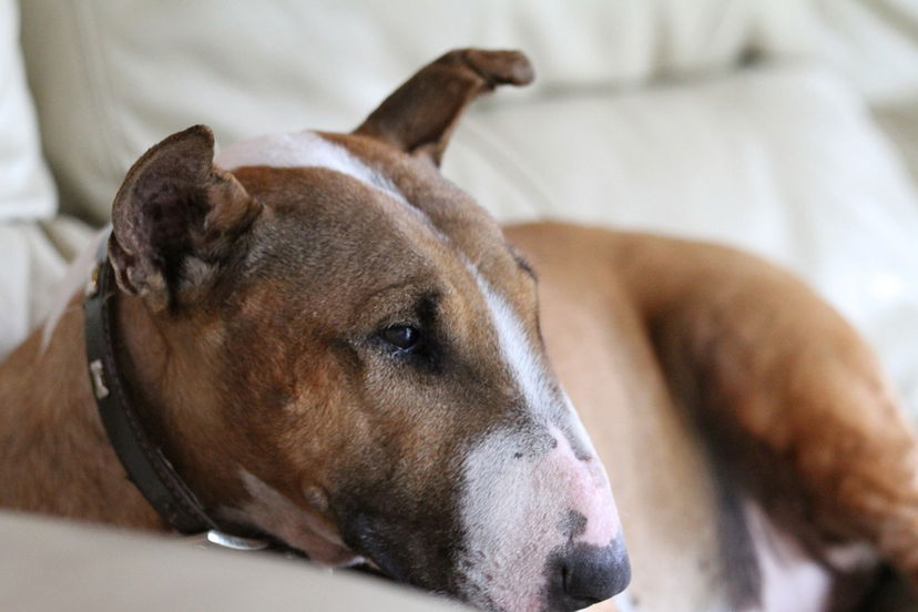 Davide Lobue: l'addestratore non è stato ucciso dal bull terrier article-post