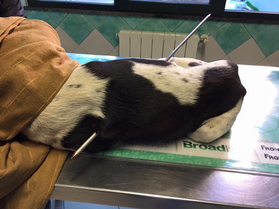 freccia cane clinica veterinaria due mari - 2