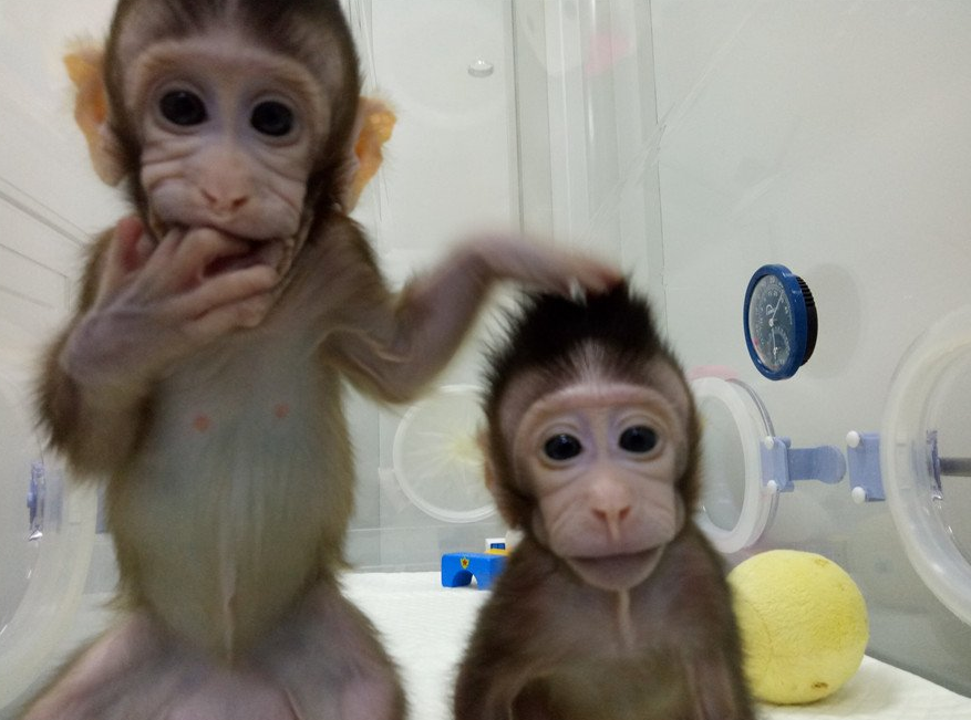 Come cambierà la ricerca scientifica grazie alle due scimmie clonate in Cina article-post