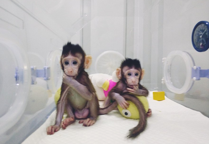 scimmie clonate zhong zhong hua hua - 4