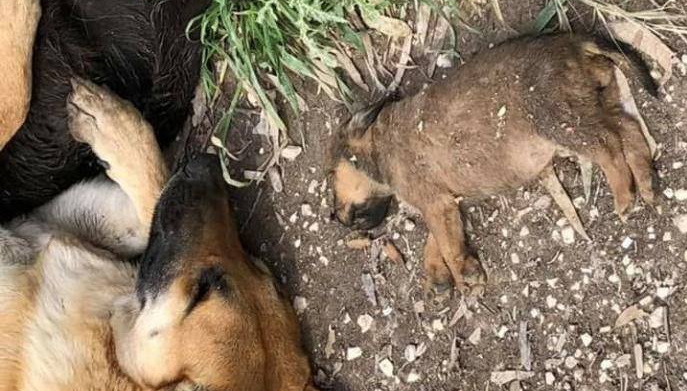 cani randagi sciacca strage avvelenati - 3