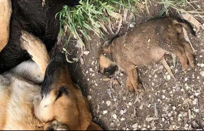 Chi poteva evitare la strage di cani di Sciacca? article-post