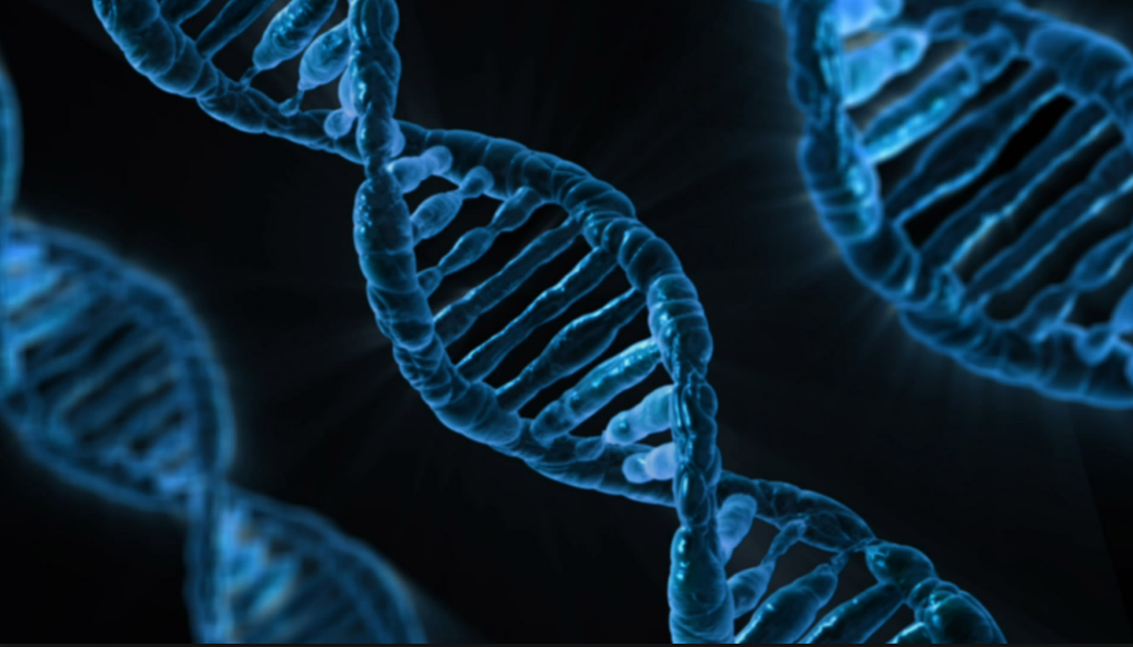 BRCA1 BRCA2 rischio genetico cancro seno studio fabio girardi cambridge - 5
