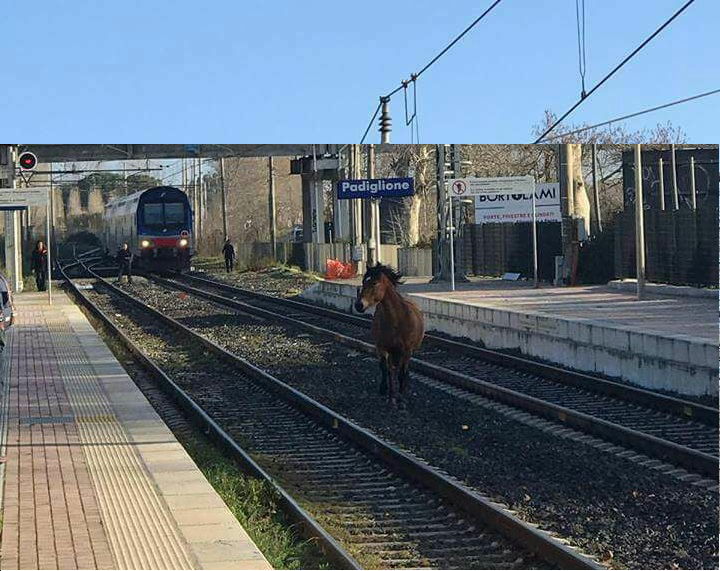 Il cavallo sui binari della Roma-Nettuno article-post