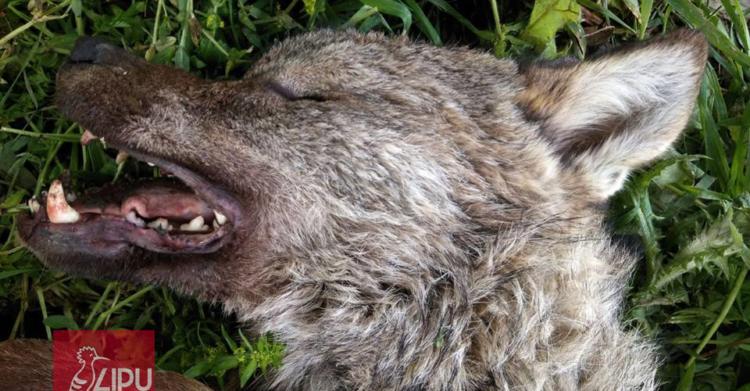 lupo disabile trovato morto 1