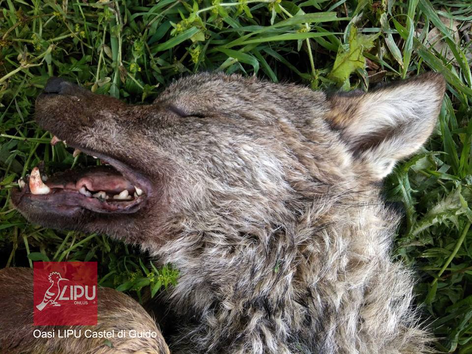 lupo disabile trovato morto 1