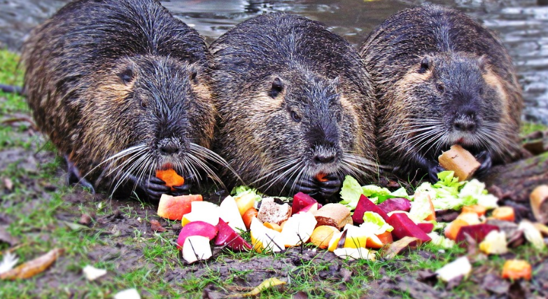 Nutrie, tartarughe e gamberi americani: le razze infestanti in Italia article-post
