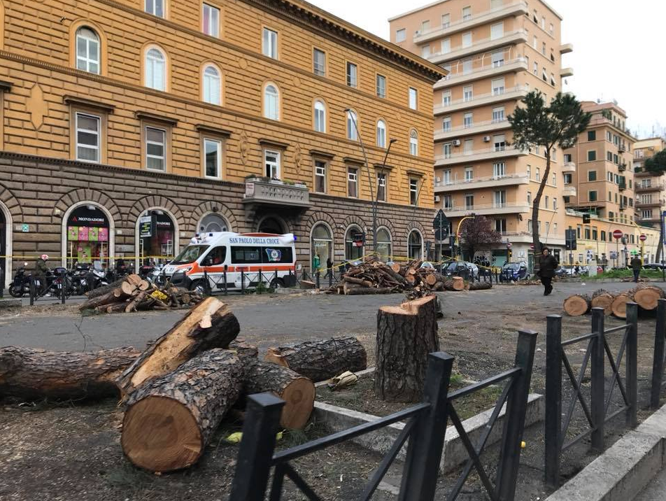 pini tagliati roma m5s via appia nuova - 1