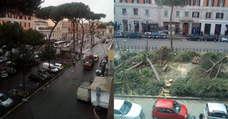pini tagliati roma m5s via appia nuova - 6