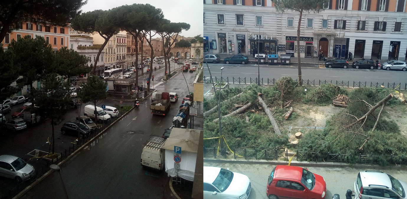 pini tagliati roma m5s via appia nuova - 6