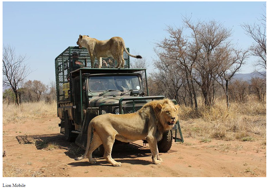 shamba mike hodges leone ucciso sudafrica - 1
