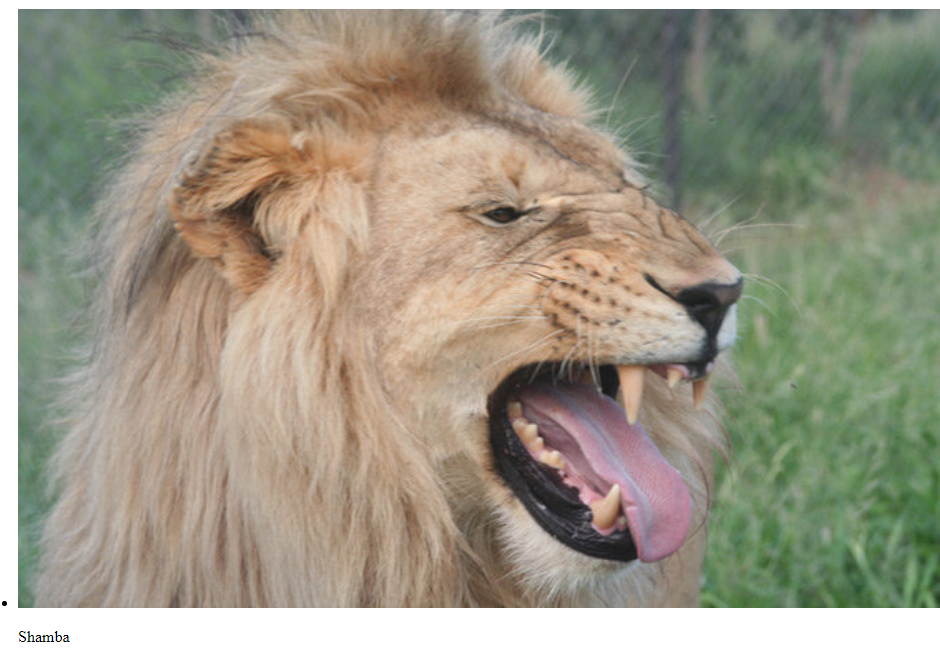 shamba mike hodges leone ucciso sudafrica - 2