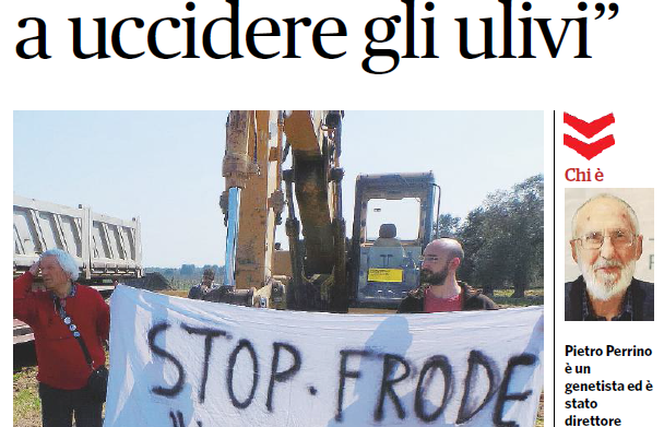 fatto quotidiano xylella travaglio perrino bufala - 5