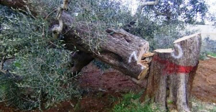 buccarella martelli nugnes xylella codiro abbattimenti senato - 3