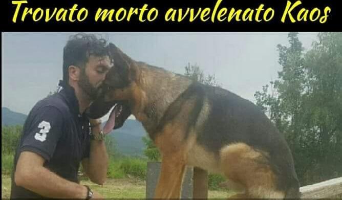 kaos cane amatrice 1