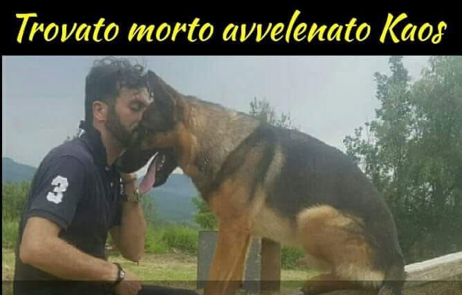 Kaos: il cane di Amatrice morto avvelenato article-post