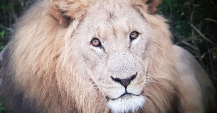 sibuya game reserve bracconieri leoni 1