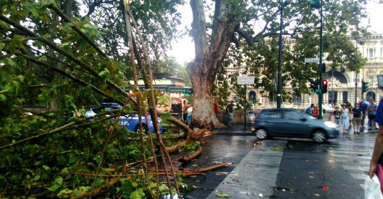 alberi pioggia roma