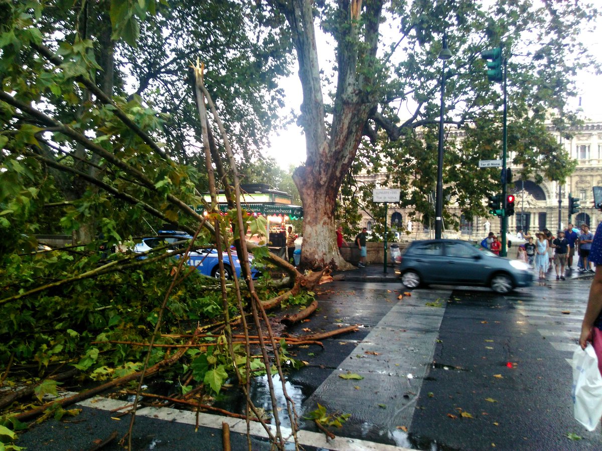 alberi pioggia roma