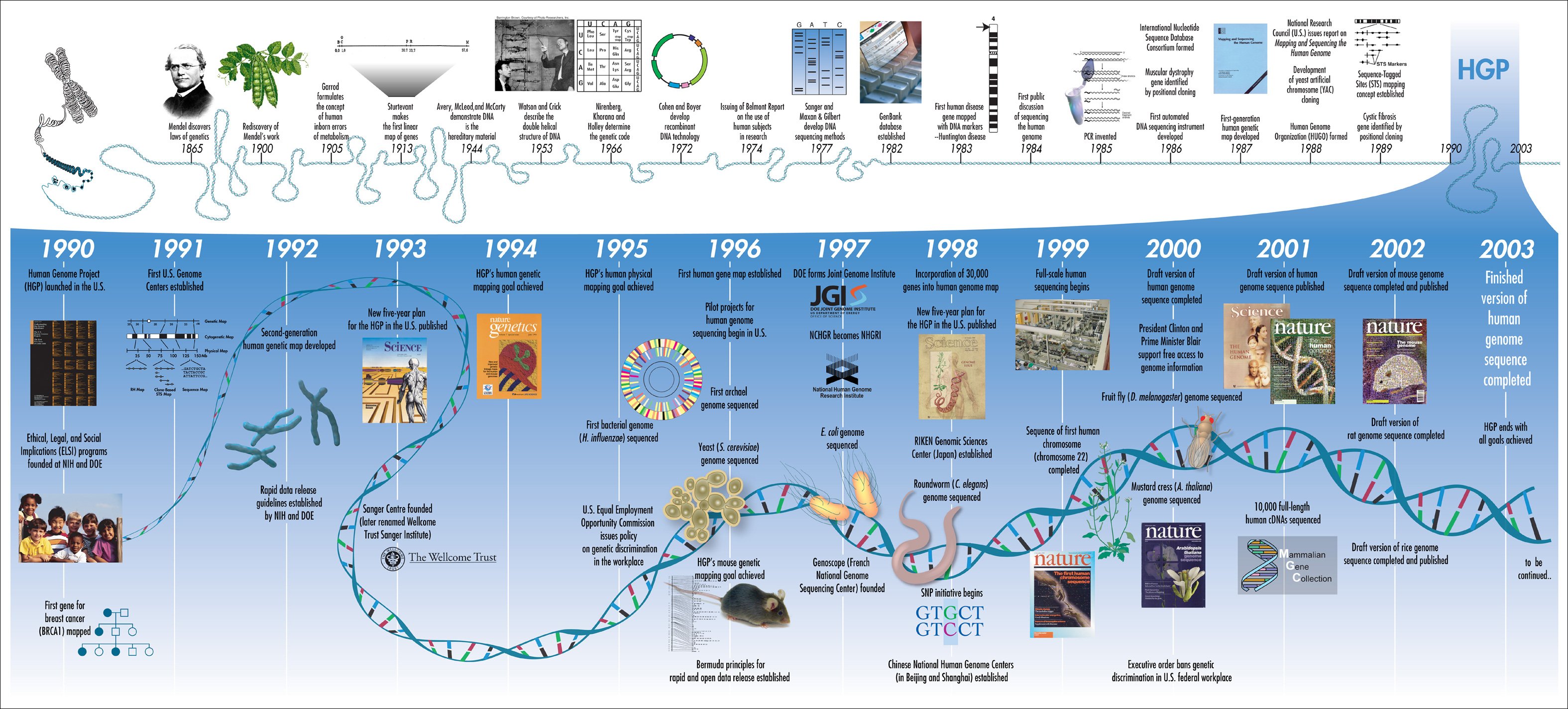 Human_Genome_Project_Timeline_(26964377742)