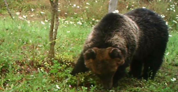 orsa peppina abruzzo sulmona