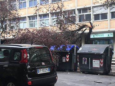 I 50mila alberi a rischio caduta a Roma article-post