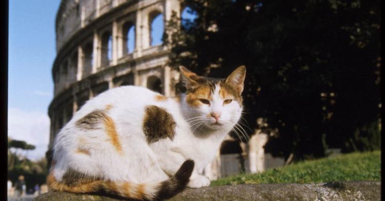 gatti colle oppio 1