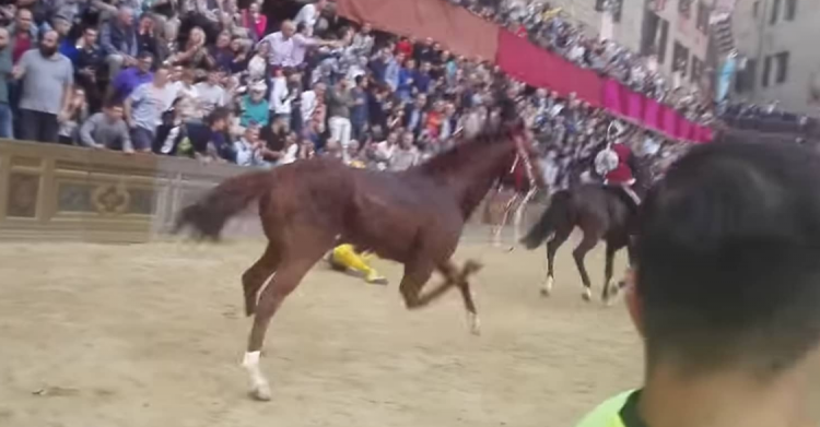 palio di siena raol cavallo giraffa morto bartoletti - 6