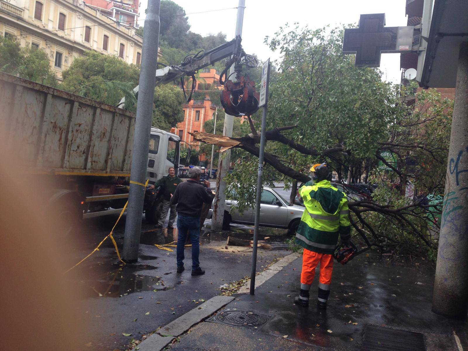 viale trastevere caduta alberi