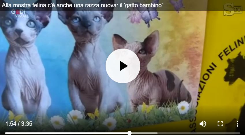 Il Gatto Bambino alla mostra di Genova article-post