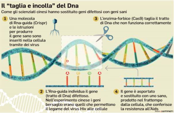 gemelline dna modificato