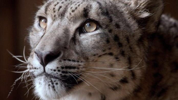 margaash leopardo delle nevi 1