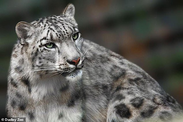 Margaash: il leopardo delle nevi ucciso allo Zoo di Dudley article-post