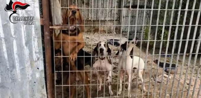 Il racket dei cani rapiti a Cerveteri article-post
