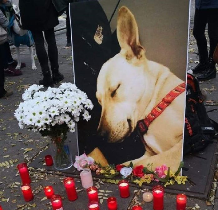 La storia del cane ucciso da un poliziotto a Barcellona article-post
