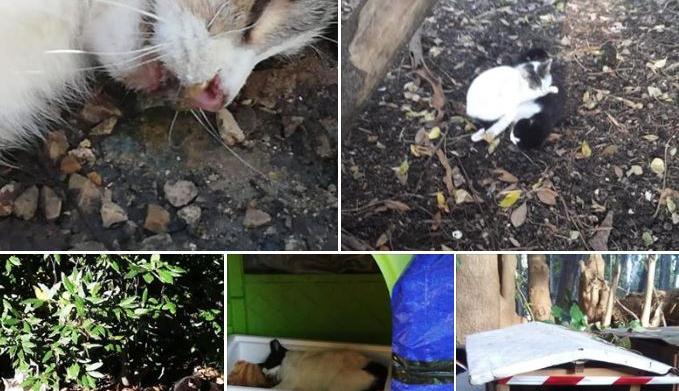 strage gatti colonia felina lecce