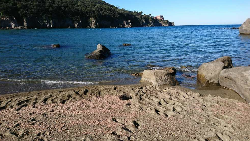 gamberetti spiaggiati ischia vulcano - 4
