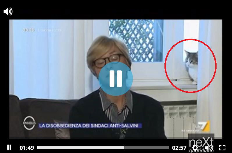 Il gatto di Roberta Pinotti partecipa a Omnibus article-post