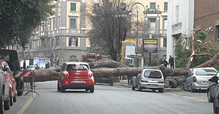 albero viale mazzini