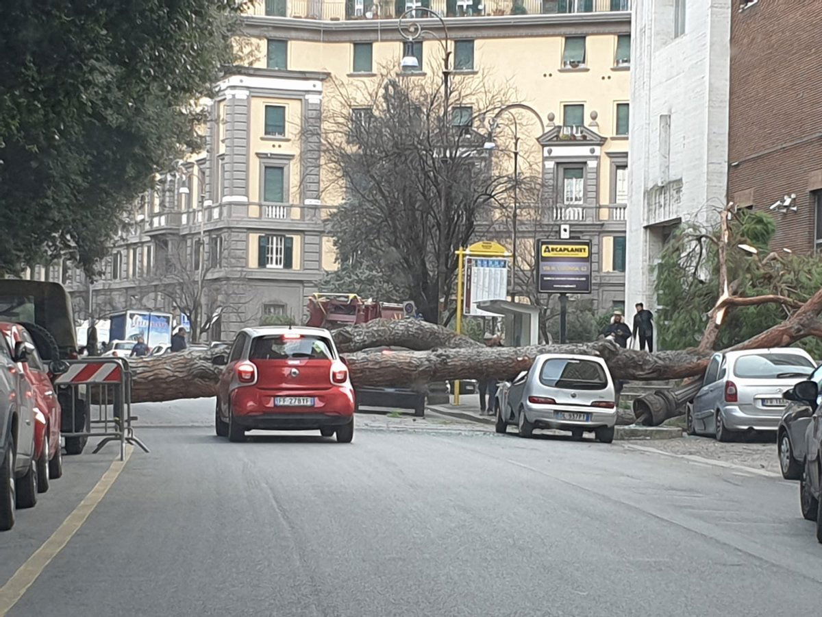 albero viale mazzini