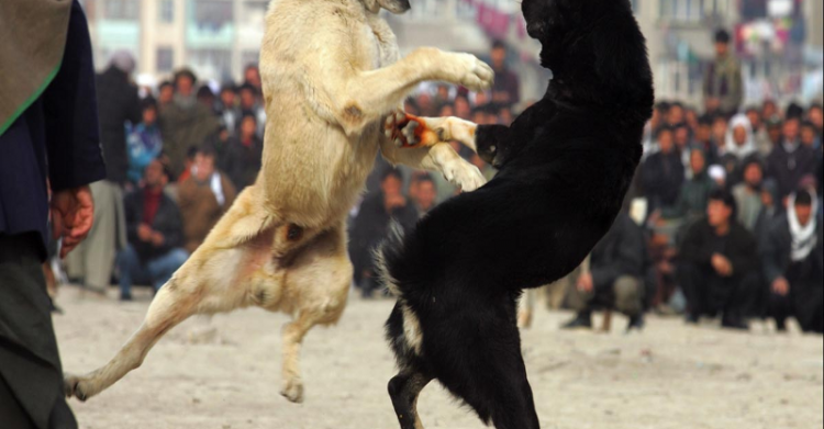 lotta tra cani 3